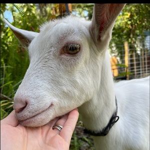 Meet your Posher, 🤠🐐stevie